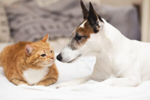 Doenças mais comuns em cães e gatos que todos devem ficar atentos