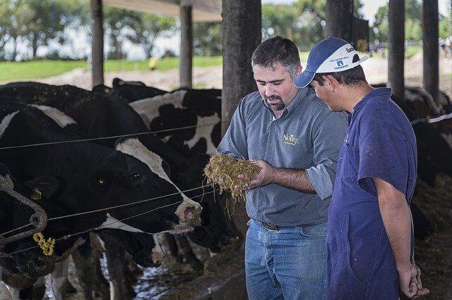 Paraná conquista o 2º lugar como maior produtor de leite do Brasil